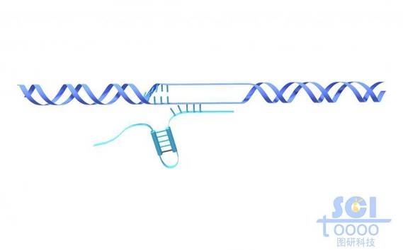 中段解旋的DNA和复制的RNA结构