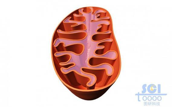 半切面线粒体结构