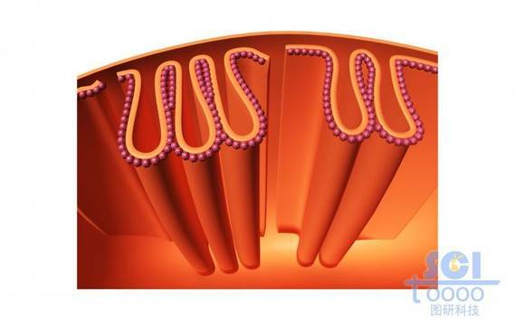 线粒体内部/局部褶皱结构