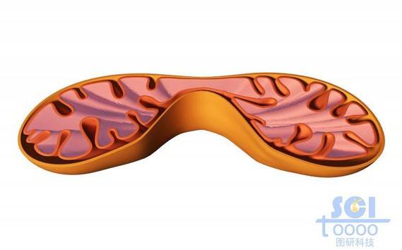 半切面线粒体结构