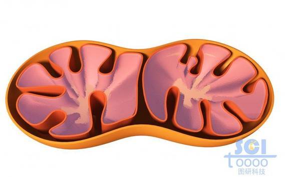 半切面线粒体结构
