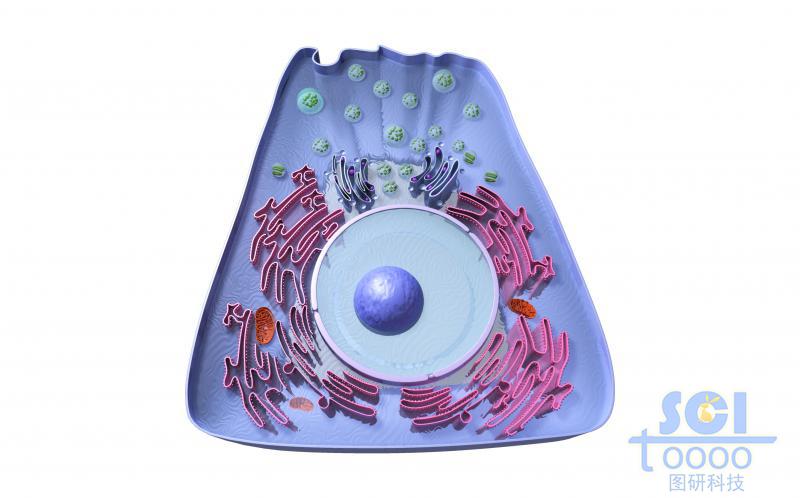 带完整细胞器/高尔基体细胞核线粒体的细胞