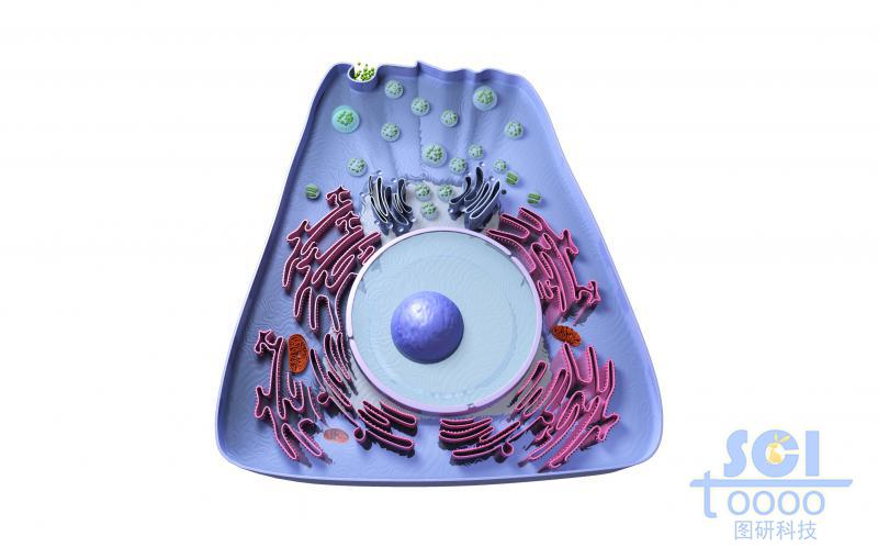 带完整细胞器/高尔基体细胞核线粒体的细胞