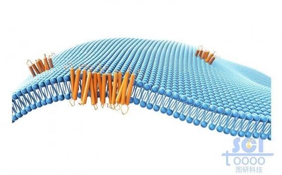 带跨膜蛋白的磷脂双分子层/细胞膜