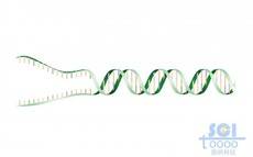 帶堿基對的半解旋的DNA雙螺旋鏈