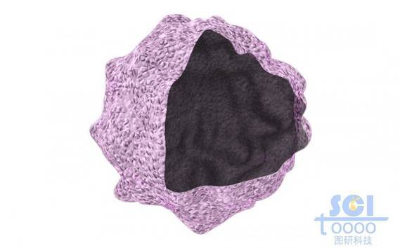 带切口的免疫细胞