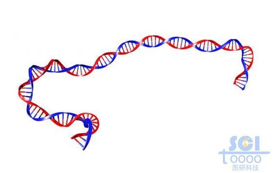 带碱基对的DNA双螺旋链