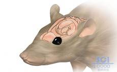 老鼠及大脑结构