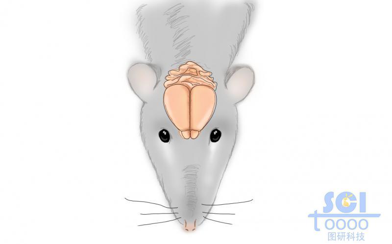 灰鼠及大脑结构