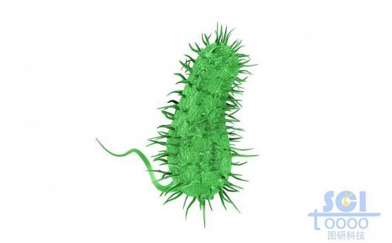 大肠杆菌