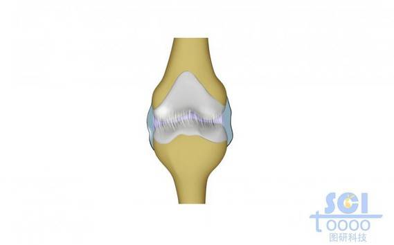 膝关节及软骨