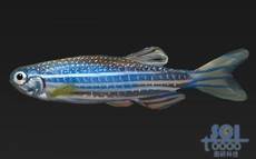 斑馬魚(yú)