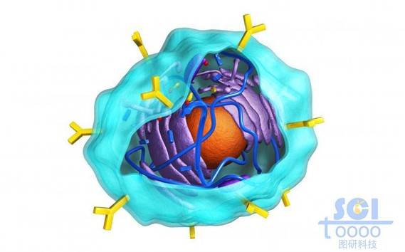 带切口的表面带抗体的细胞膜内有细胞壳与内质网