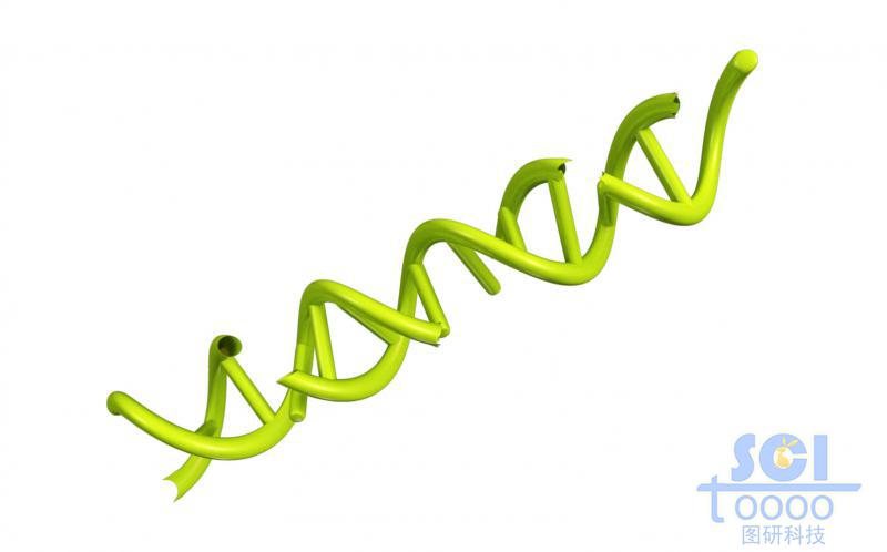 带缺陷的DNA结构