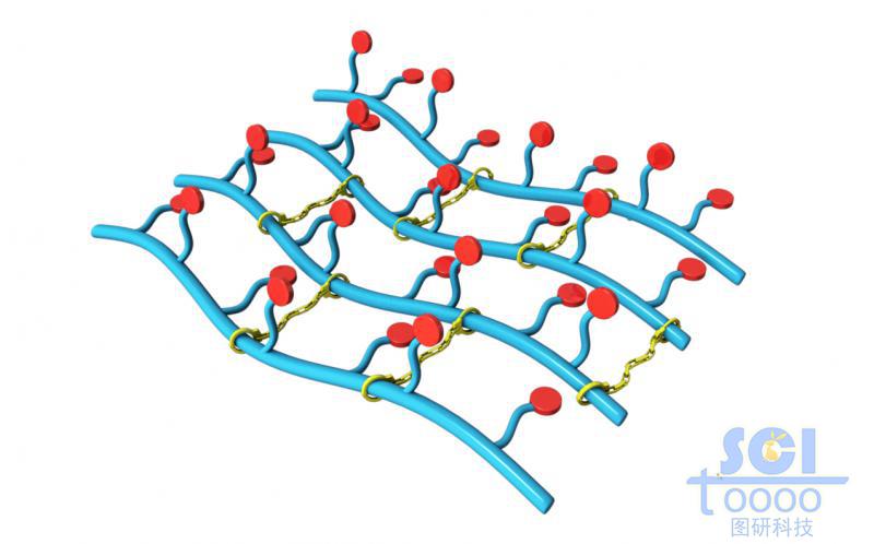 带分支基团的高分子链端形成的网状结构
