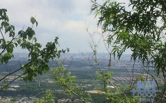 樹木素材