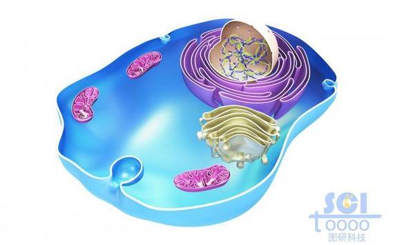 带细胞核高尔基体线粒体的半切面细胞