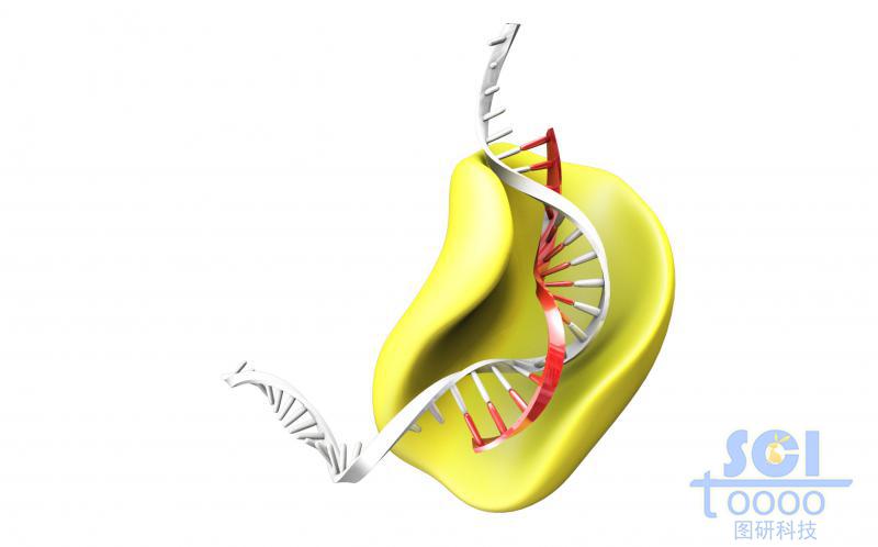 合成酶/蛋白与DNA结构