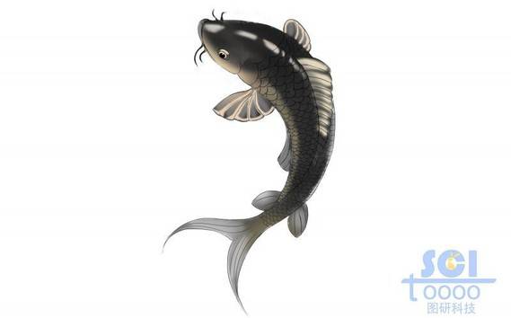 黑色鯉魚(yú)
