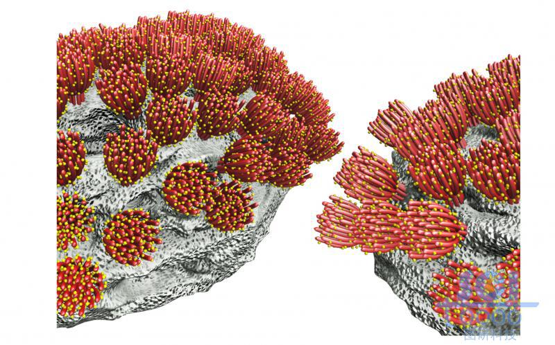多组类珊瑚结构的纳米簇生长在不规则材料基底上