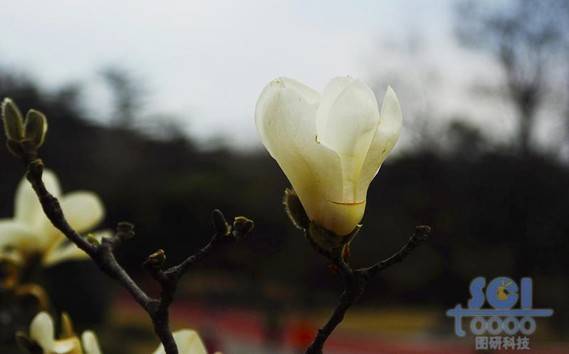 花朵素材