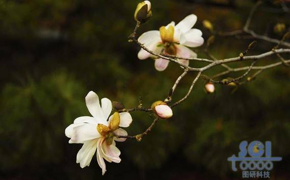 花朵素材