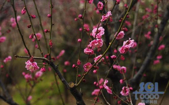 花朵素材