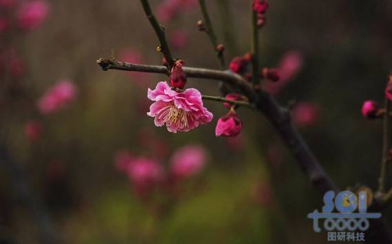 花朵素材