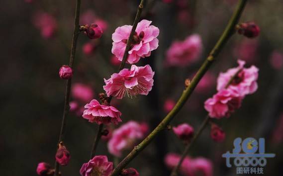 花朵素材