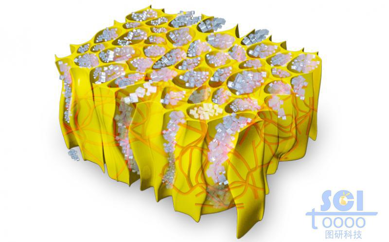 壳聚糖多孔结构