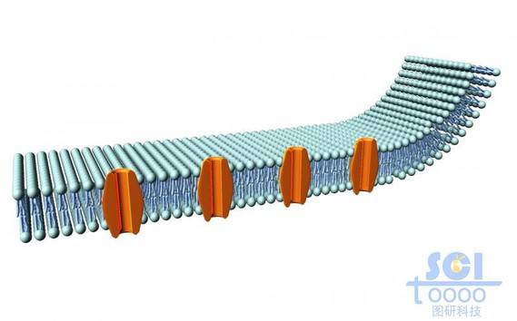 带通道蛋白的细胞膜