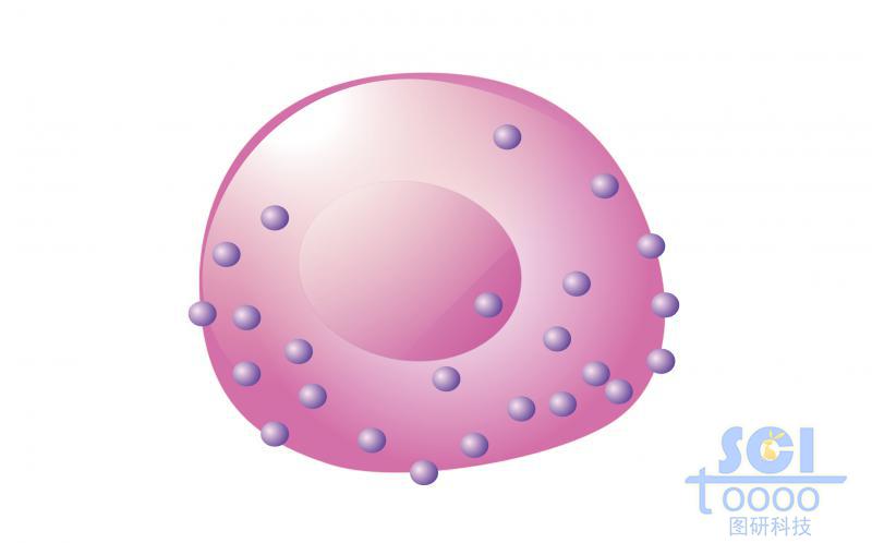 单体细胞/粒细胞