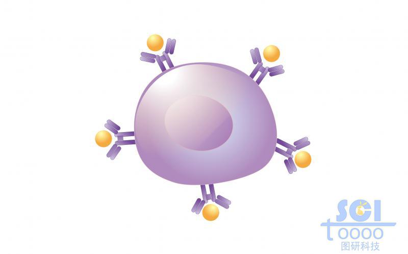 单体细胞/前B细胞