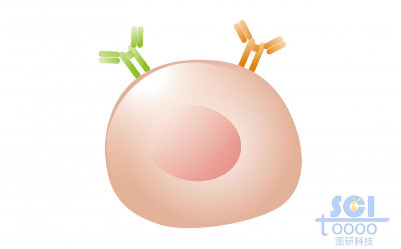 单体细胞/成熟B细胞