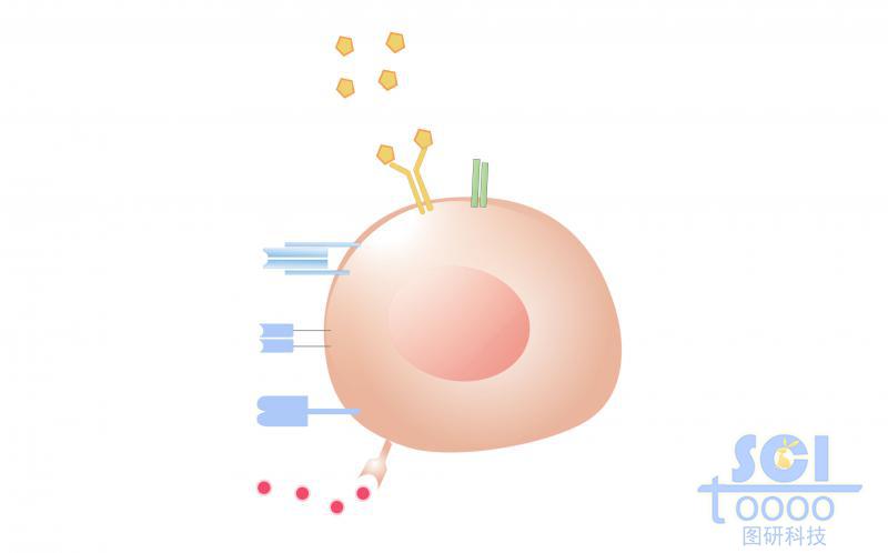单体细胞模式图