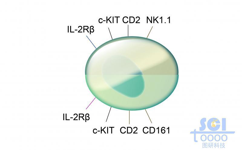 单体细胞/不成熟NK细胞
