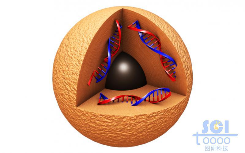 内部装载DNA结构的中心带实心球的纳米球