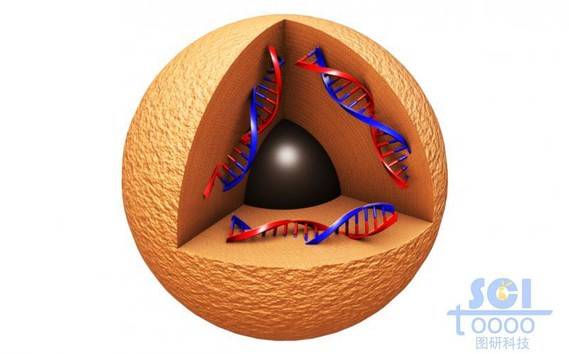 内部装载DNA结构的中心带实心球的纳米球
