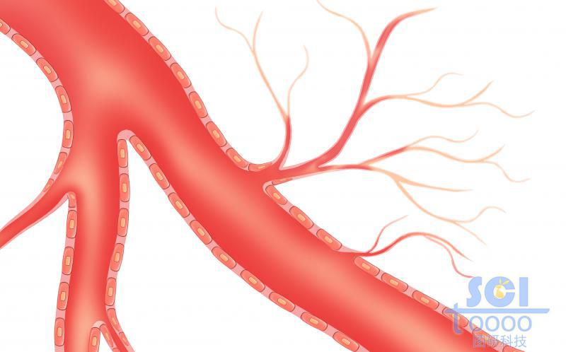 毛细血管分支的血管结构及间皮细胞
