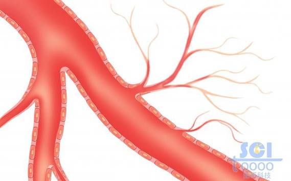 毛細血管分支的血管結構及間皮細胞