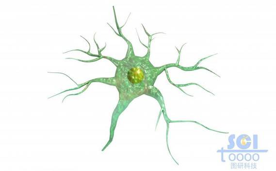 神经元细胞单体