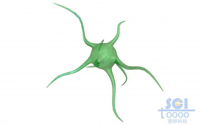 神经元细胞单体