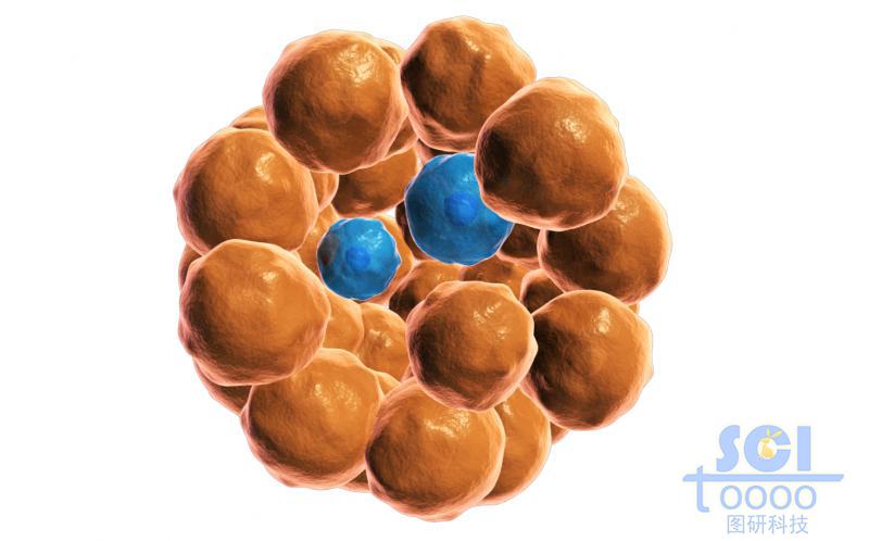 多个细胞堆积的细胞团/肿瘤示意