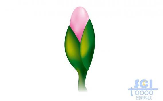矢量繪制的花朵、花苞