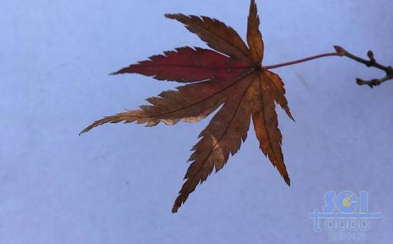 樹葉素材