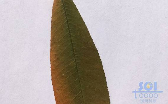 樹葉素材
