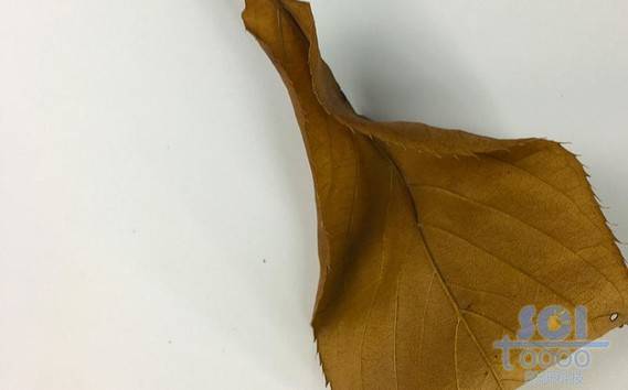 樹葉素材