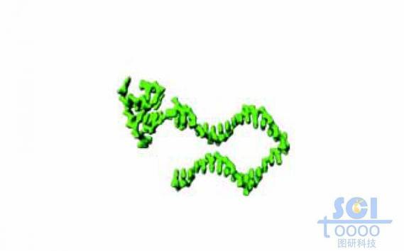 单链DNA结构