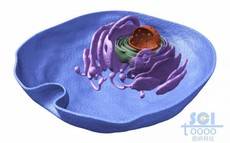 半切面带细胞核高尔基体内吞口的细胞结构