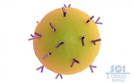 表面带抗体的细胞
